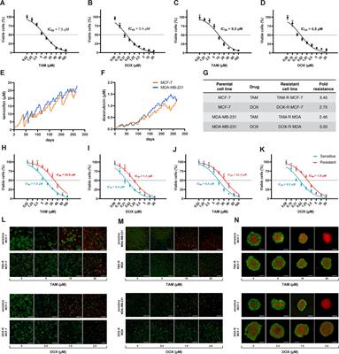 Extracellular vesicles from human breast cancer-resistant cells promote acquired drug resistance and pro-inflammatory macrophage response